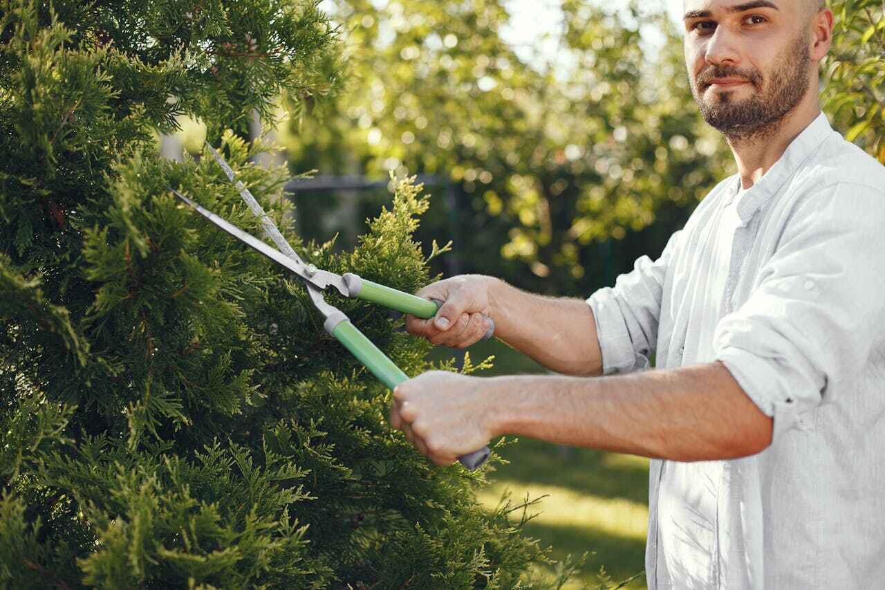 Dorr, MI Tree Service Company